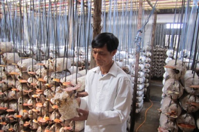 Thành công từ đồng ruộng